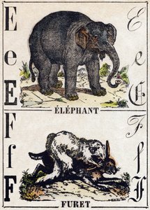 文字 E ゾウ、F フェレット。Alphabet des animaux sauvages "に掲載されている版画。9番目のシリーズ。エピナルのイメージ、ペラン、印刷・出版業者、1870年頃。木にステンシルで描かれた版画。16ページ。20×15cm。個人蔵 作： French School