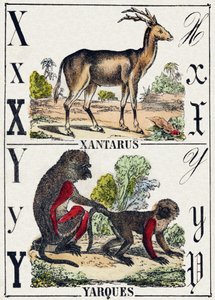 文字 X Xantarus; Y Yarques.Alphabet des animaux sauvages "に掲載されている版画。第9部。エピナルのイメージ、ペラン、印刷・出版業者、1870年頃。木にステンシルで描かれた版画。16ページ。20×15cm。個人蔵 作： French School