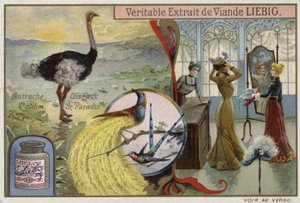 鳥の画像が描かれたLiebigカード 作： French School