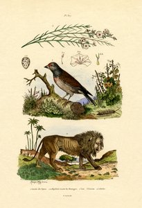 リンネット、1833-39 作： French School