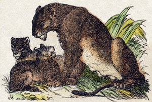 ライオネス。Alphabet des animaux sauvages "に掲載されている版画です。9th Serie.エピナルのイメージ、ペラン、印刷・出版業者、1870年頃。木にステンシルで描かれた版画。16ページ。16ページ。厚さ20×15cm。個人蔵 作： French School