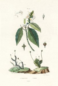 苔類、1833-39 作： French School