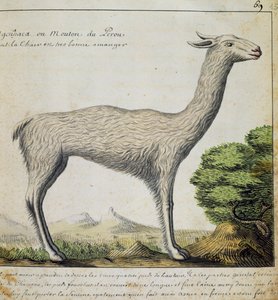 ペルーのラマ、1698年から1701年までフランスのCompagnie royale de la Mer du Sudの船長であったJacques Gouin de Beauchesne（1652-1730）の航海日誌の水彩画。 作： French School