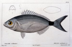 キュヴィエの「Histoire naturelle des poissons」の後の通常のオブラート、ヴァランシエンヌ、パリ