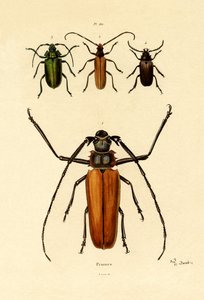 長い角のカブトムシ、1833-39 作： French School