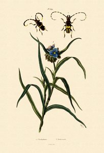 Longhorn Beetles、1833-39 作： French School