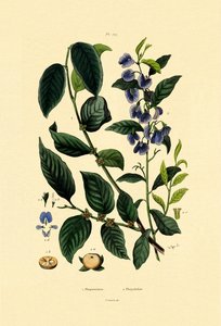 ロータスプラム、1833-39 作： French School