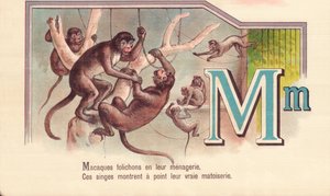 M：メナジェリーにいるマカクのリーフレット 作： French School