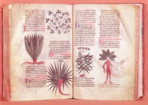 Mandrake、Dioscoridesによる条約（AD 40-c.90） 作： French School