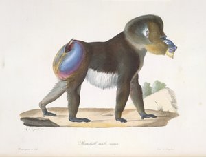 マンドリル、オス、老齢。 哺乳類の自然史からの古いマンドリルヒヒ（カラーリソ） 作： French School