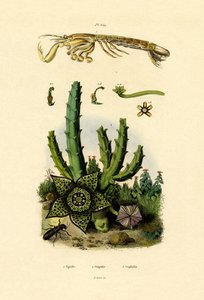 マンティスシュリンプ、1833-39 作： French School