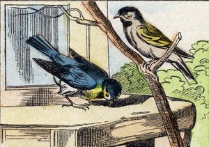 メサンジュ。Buffon Alphabet des Oiseaux n 1 "のエングレーヴィング。3rd Serie N 1. Imaging of Epinal, Epinal, late 19th century.16ページ。ディム：28x21cm 作： French School
