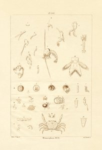 変態、1833-39 作： French School