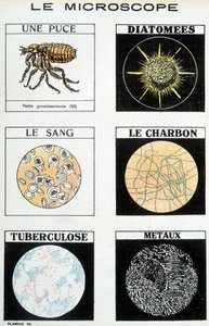 顕微鏡：チップ、珪藻類、血液、石炭、結核、金属。 作： French School
