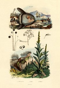 金型、1833-39 作： French School