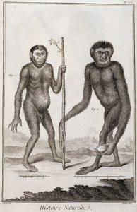 サルのJockoとGibbon