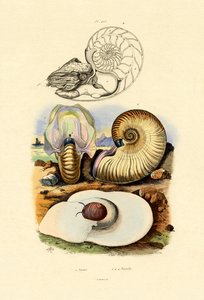 月のカタツムリ、1833-39 作： French School