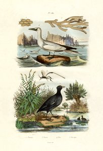 モスアニマル、1833-39