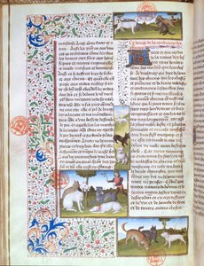 Ms 3717 Gaston Phebus de Foix (1331-91) の『Livre de la Chasse』に登場する狩猟犬（ベラム製