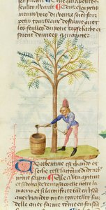 Ms Est 28 M.5.9 fol.165rペテルニウスディオスコリデスによるグランドハービエからのテレピン油の収集（西暦40〜90年頃） 作： French School