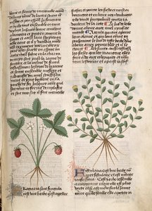 Ms Est 28 M 5.9 fol.75r Strawberry Plant、「Grand Herbier」、Pedanius Dioscorides作（紀元40〜90年頃） 作： French School