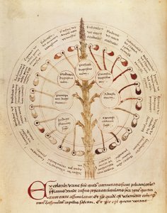 Ms Lat 11229 fol。19r尿分析用のテーブル、Petit Traite dhygiene et Medecineから 作： French School