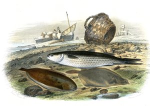 ムギレ（ムギ科）、ソレ（Solea Vulgaris）、リマンデ（Microstomus Kitt） - ベルナール・ジェルマン・ド・ランスペード（1856-1925）著、P.Furme版、パリの博物誌より抜粋。