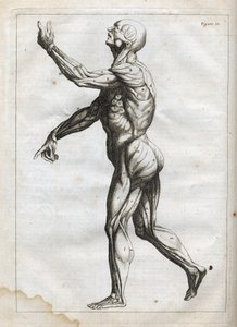 Muscles humains - - "Abstract Anatomy, accommode aux arts de peinture et sculpture, et mis en un ordre nouveau par Francois Tortebat (1610-1690) "のエングレーヴィング - 1760年 作： French School