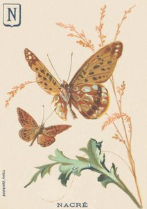 N：マザーオブパール（Fabriciana adippeまたはBig Mother of Pearl 作： French School
