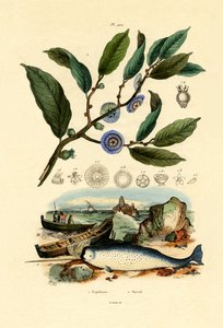 ナポレオンの帽子、1833-39 作： French School