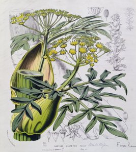 Narthex Asafoetida (カラー・エングレービング)