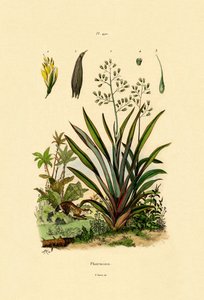 ニュージーランド亜麻、1833-39