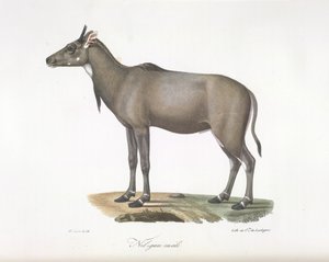 男性のニルガウ。 哺乳類の自然史からのニルガウカモシカ（カラーリソ）