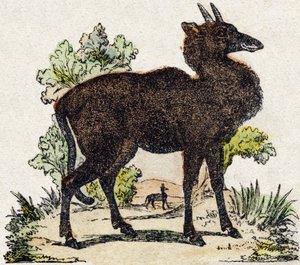 ニルガウ（Nyl ghau、インドの動物）。Alphabet des animaux sauvages "に掲載されている版画。9th Serie.エピナルのイメージ図、ペラン、印刷出版社、1870年頃。木にステンシルで描かれた版画。16ページ。16ページ。厚さ20×15cm。個人蔵