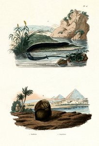 片足両生類、1833-39 作： French School