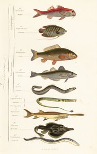 魚の注文 作： French School