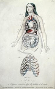 H. Croshiles、パリの「Hygiene et Maladies de la Poitrine et de la Voix」より胸と胃の臓器 作： French School