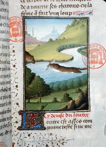 魚を捕るカワウソ（Gaston Phebus de Foix（1331-91）の『Livre de la Chasse』より）（vellum