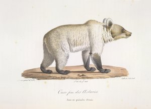 アストゥリアス出身のクマの女性。 哺乳類の自然史からの女性のスペインのヒグマ（カラーリソ）