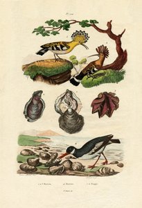 カキ、1833-39 作： French School