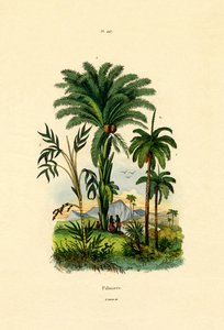 ヤシの木、1833-39 作： French School