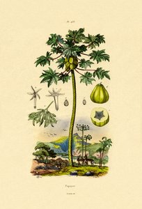 パパイヤ、1833-39 作： French School