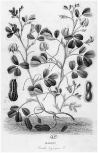 ピーナッツ（Arachis hypogaea）