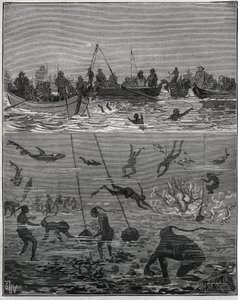 19世紀のセイロン（現在のスリランカ）のパールピーチ。Adolphe BITARDの "Les arts et metiers illustres "に掲載された1885年のエングレーヴィング。 作： French School
