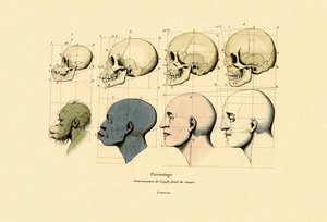 骨相学、1833-39 作： French School