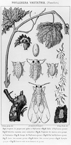 Phylloxera Vastatrix、c。 1850 作： French School