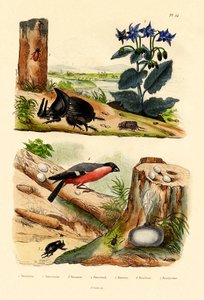 松ゾウムシ、1833-39 作： French School