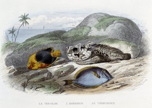 魚座：トリコロール、恐ろしい、外科医-ラセペードの「自然史」に掲載、フルネ編、パリ 作： French School