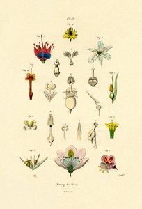 植物育種、1833-39 作： French School