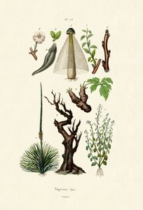 植物 作： French School